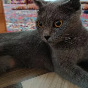 британская кошка