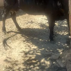 Sygyr