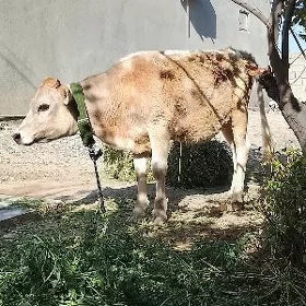 Tüwe Tohum