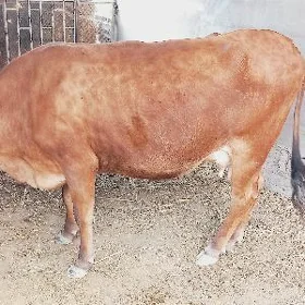 goleli sygyr