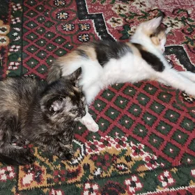 котята