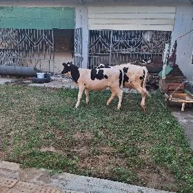 Ökuz galişteyin