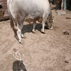 Öküz