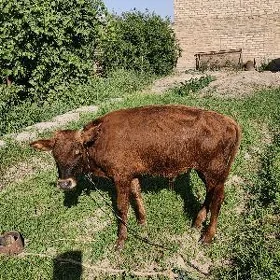 Oküz meydan