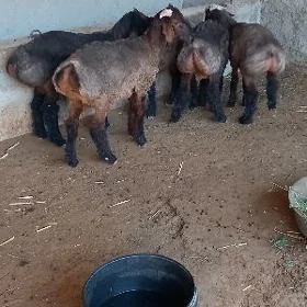 Tokli