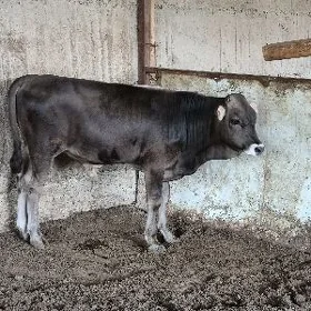 Arassa Şiwet