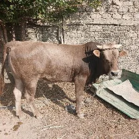 Öküz