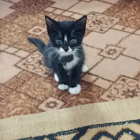 кошка