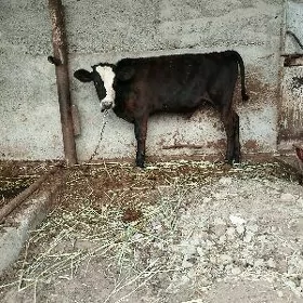 öküz