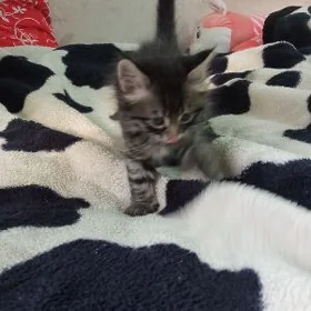 котята
