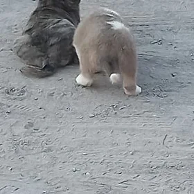 Щенок 