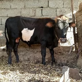 ôkúz