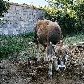 öküz