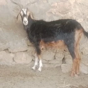 Geçi