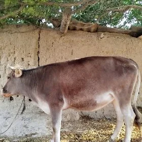 Gysyr Tüwe