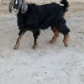 Çebiş