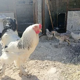 Brama silver