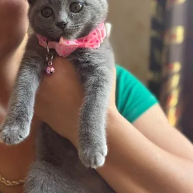 шотландский котенок