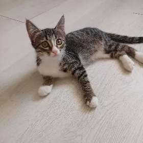 Котёнок