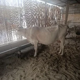 Goleli sygyr