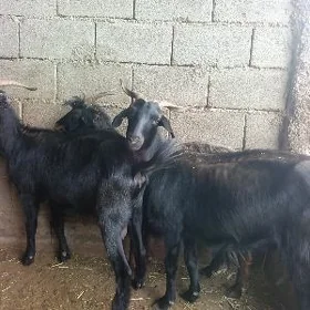 geçiler