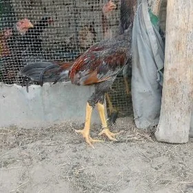 horaz