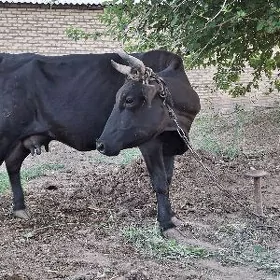 Sygyr