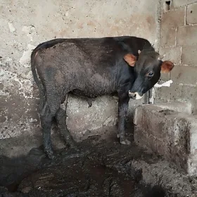 Öküz gole