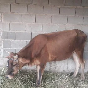Tuwe 2 yaşan