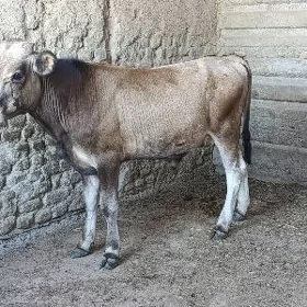 öküz