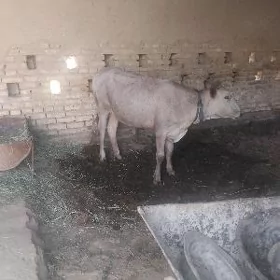 Gulajyn göle