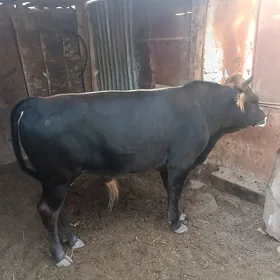 Ökiz