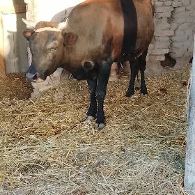 okuzce