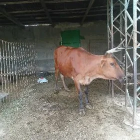 bogaz Sygyr