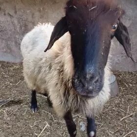 goyun geci