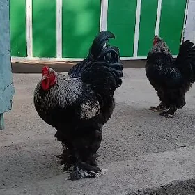 Turk Brama Yumurtga