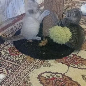 котята