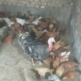 yerli towuk juje
