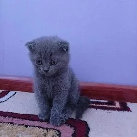 Şatlanskiy pişijekler