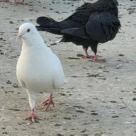 kepderi