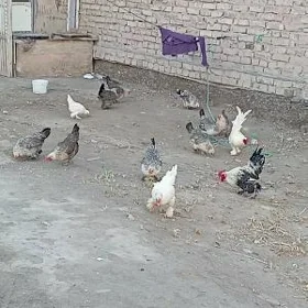 KARLIK TOWUKLAR
