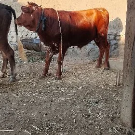 öküz