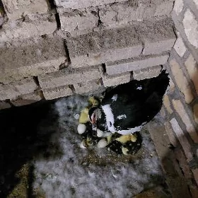 İndawutka ördegi