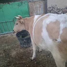 sygyr