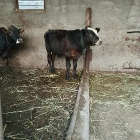öküz