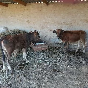 Tuwe bilen okuzce