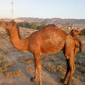 Torumlar