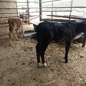okuzce
