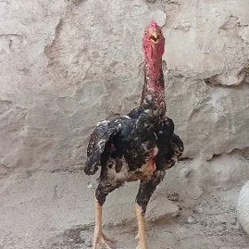 Horaz