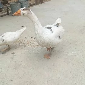 gus